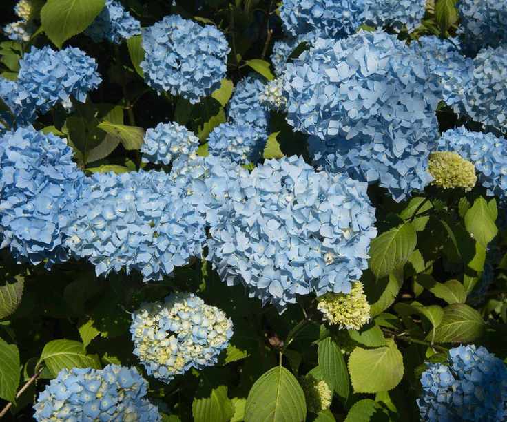 hydrangea General Viscountess of Vibraye flowering in border