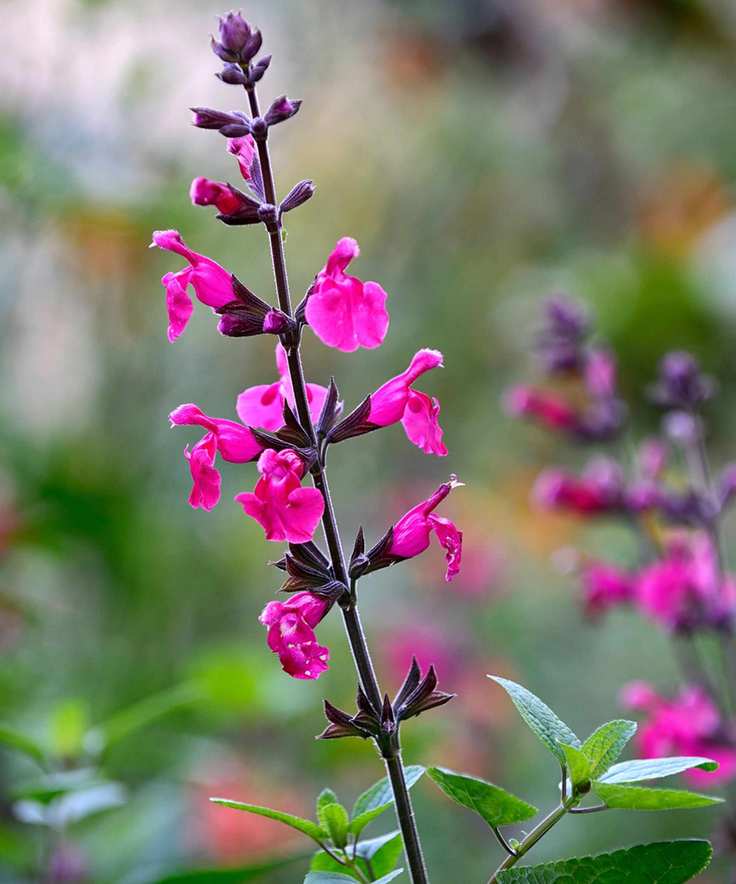 Pink Pong salvias in bloom in summer display