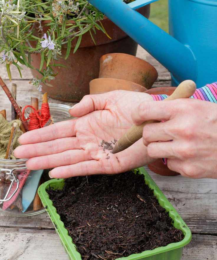 sowing seeds indoors