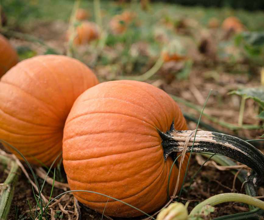 Pumpkins growing on the vine