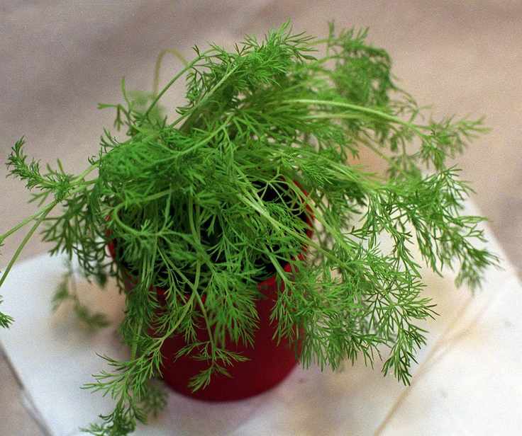 pot of dill