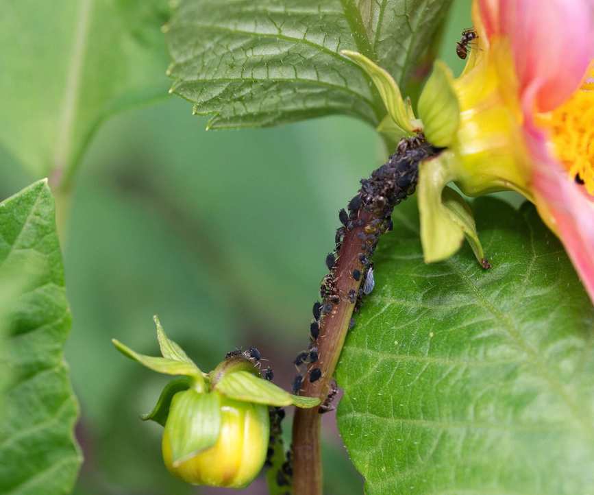 Aphids on a dahlia