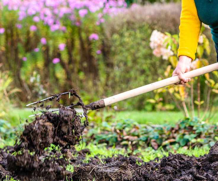 Improving soil by digging in manure