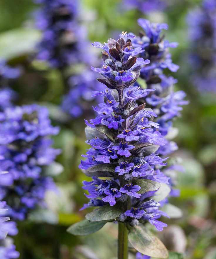 front yard plant Ajuga reptans Caitlin's Giant flowering in early summer