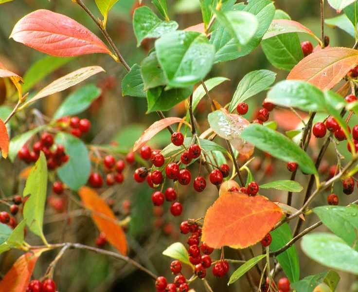 Red chokeberry Aronia arbutifolia