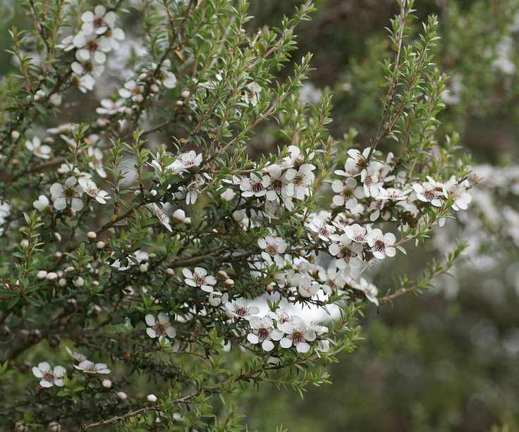 White flowers of shrub Leptospermum scoparium