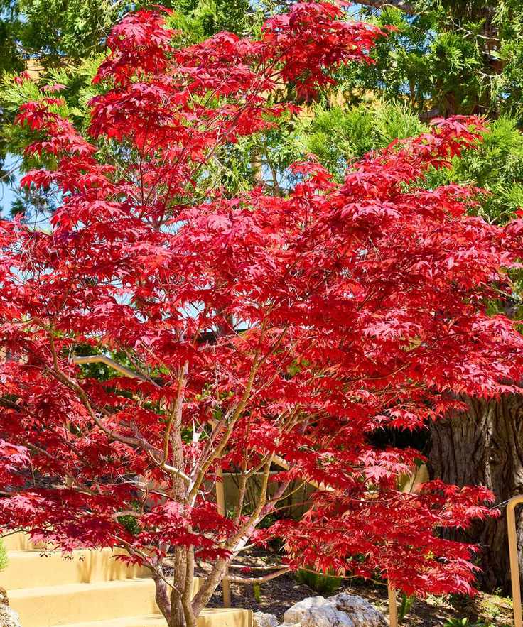 Japanese Maple with striking red leaves