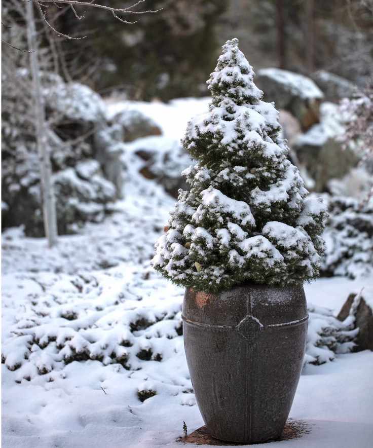 Dwarf alberta spruce