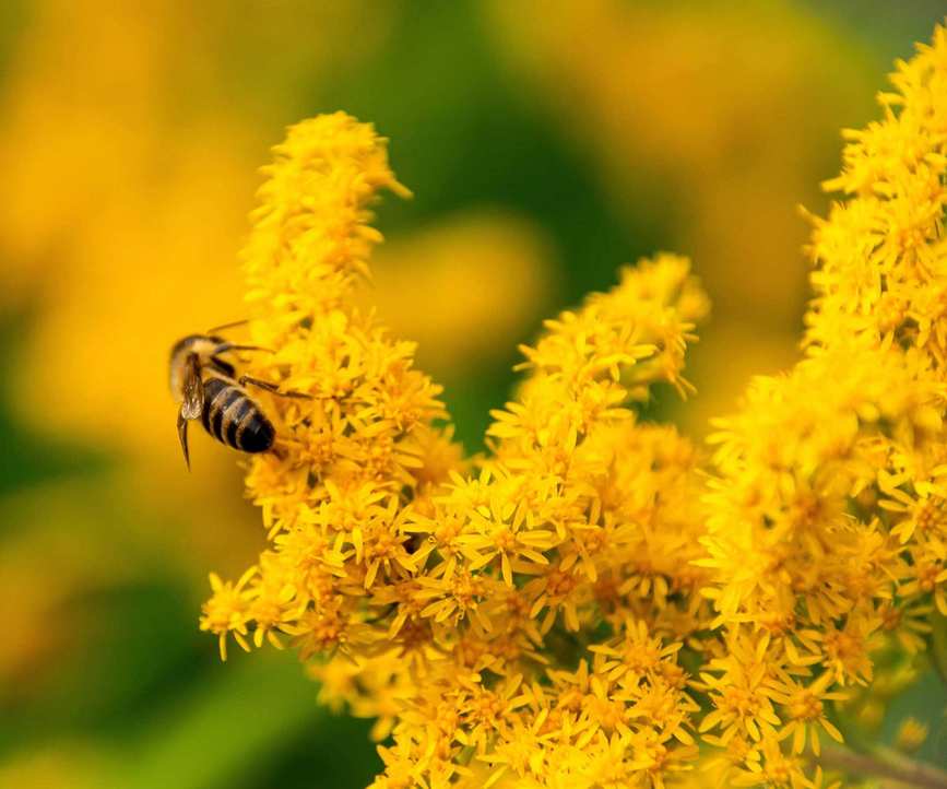 bee on goldenrod flowers