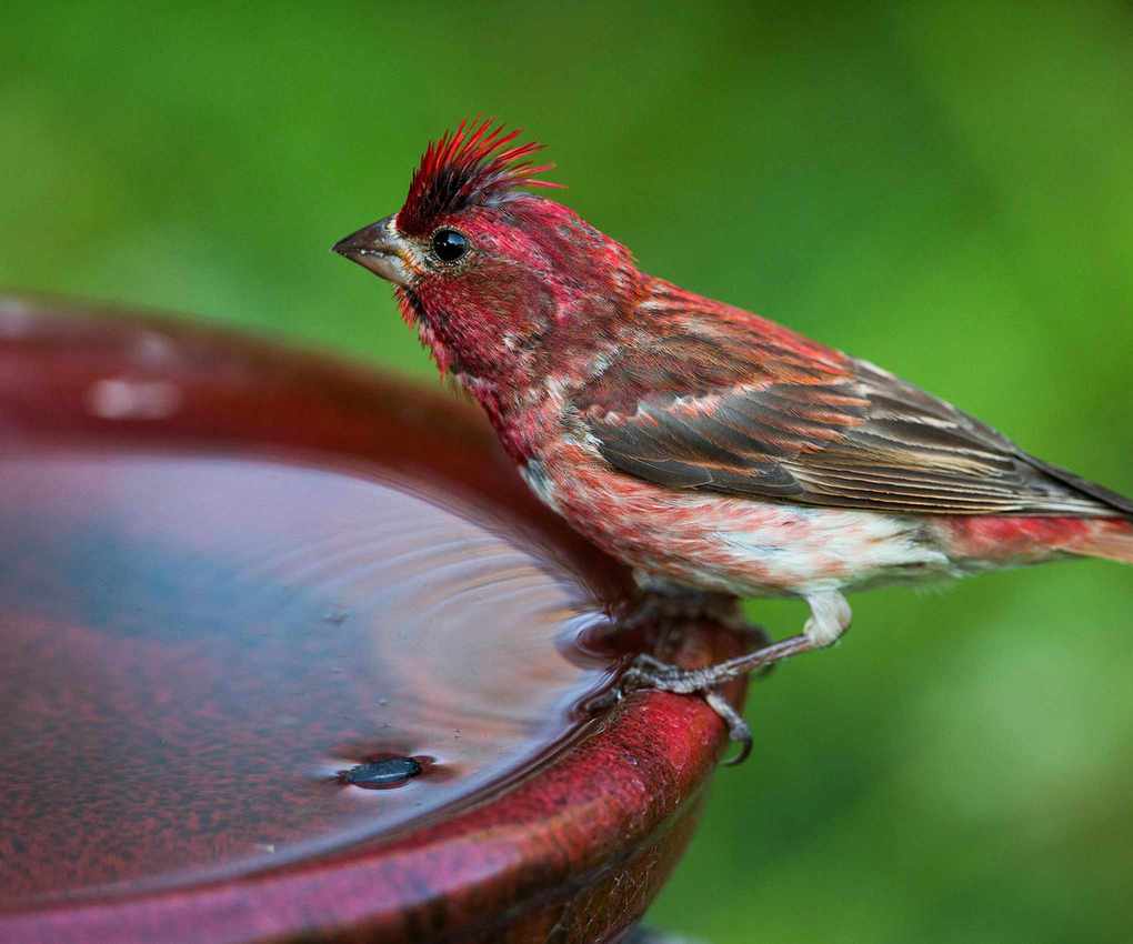 Purple finch perched on a bird bath