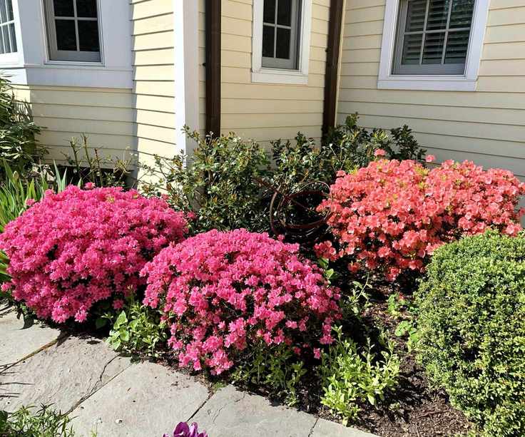 Azaleas in a backyard
