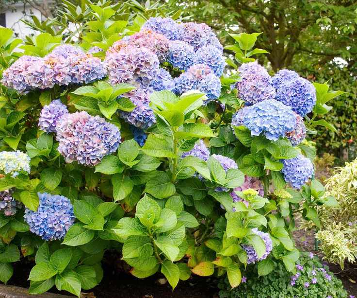 hydrangeas