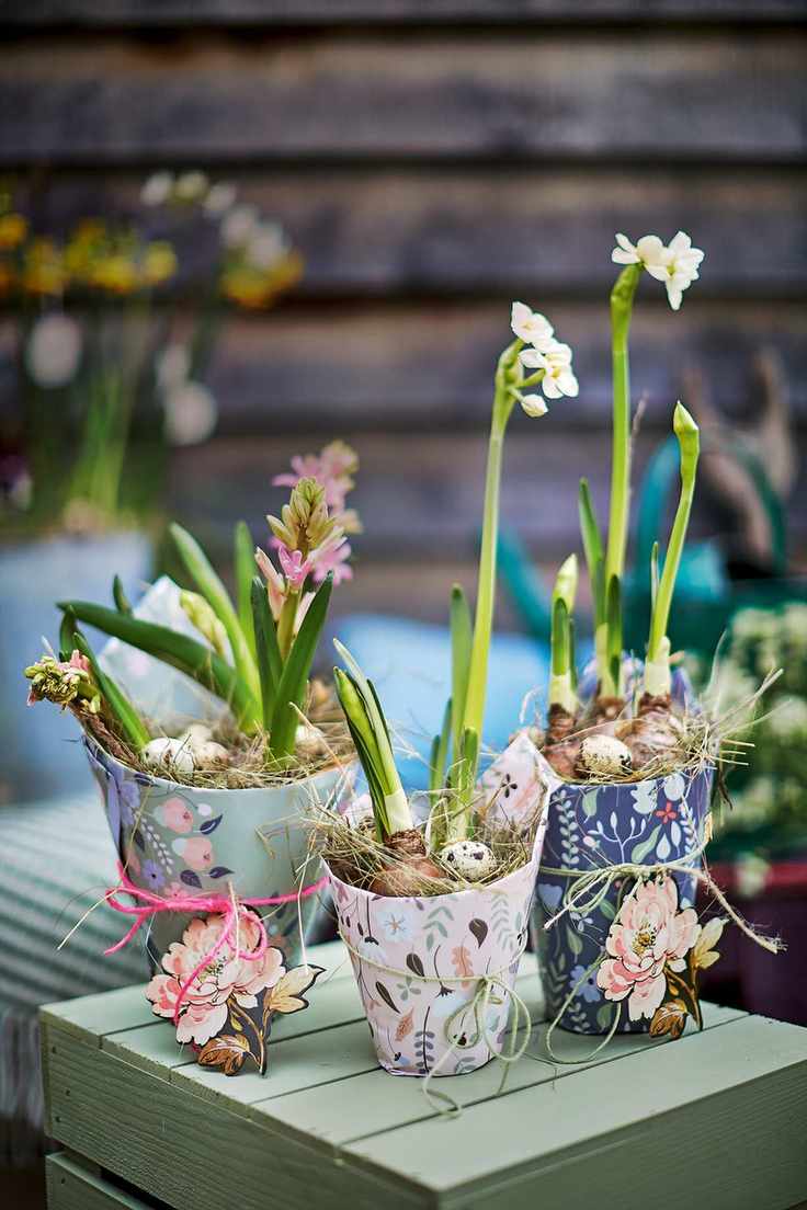forcing bulbs