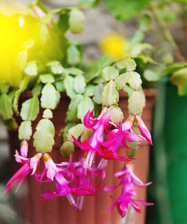 Christmas cactus in flower