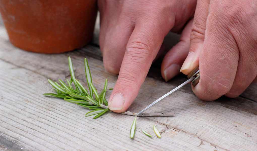 12 Plants to Propagate from Cuttings in May for Free New Growth
