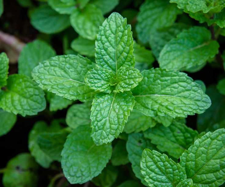 mint plant growing in garden