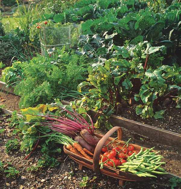 tomatoes, carrots and other picked veg in a trug in vegetable garden