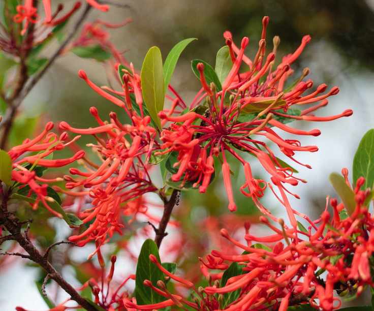 Firebush flowers in bright red