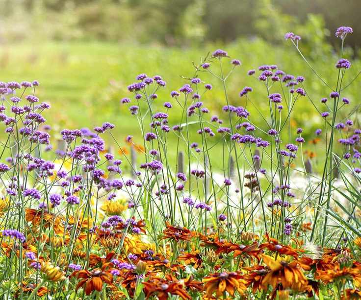 Purple verbena flowers in bloom in a garden border