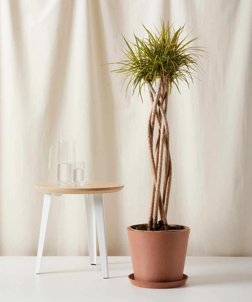 open weave madagascar dragon tree as a house plant