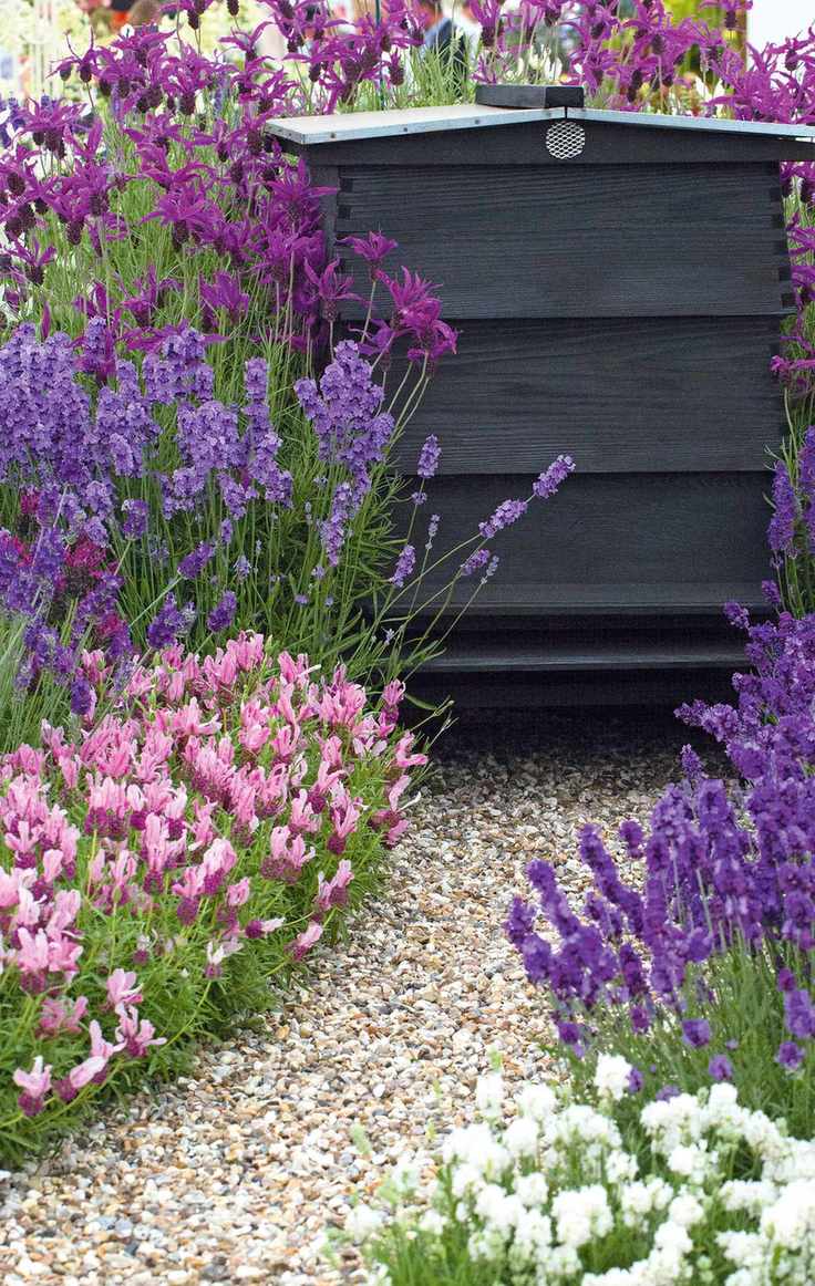 Lavender surrounding beehive