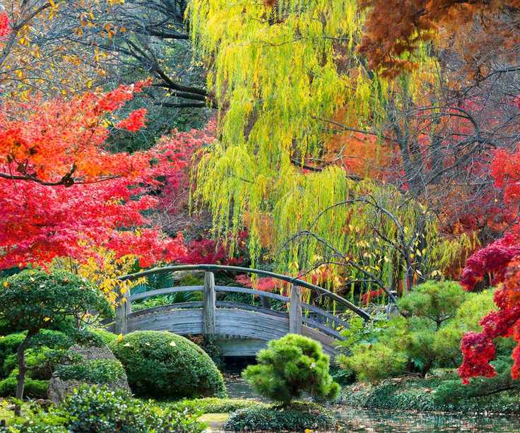 vibrant trees in a Japanese garden