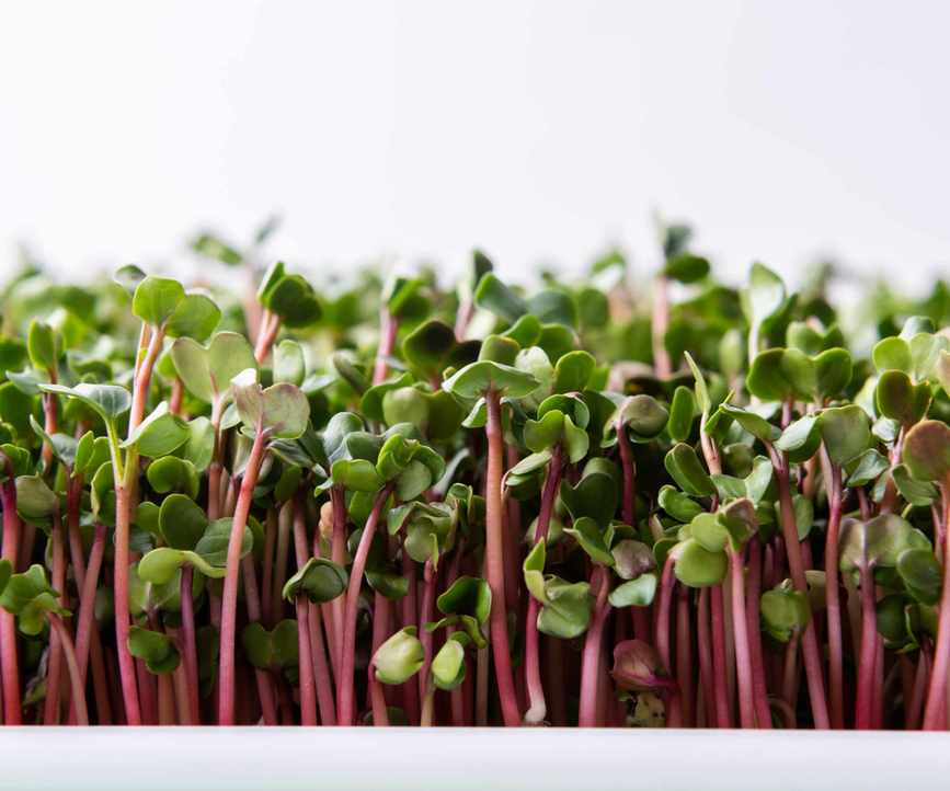 A tray of radish microgreens growing