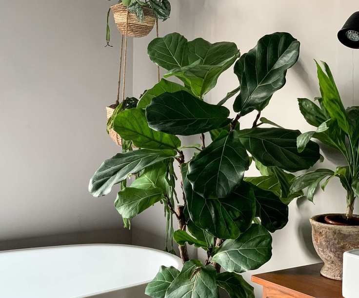 houseplants fiddle leaf fig