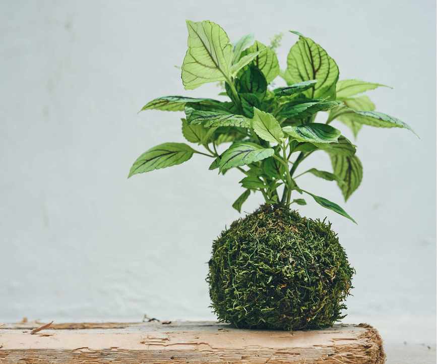 Kokedama plant