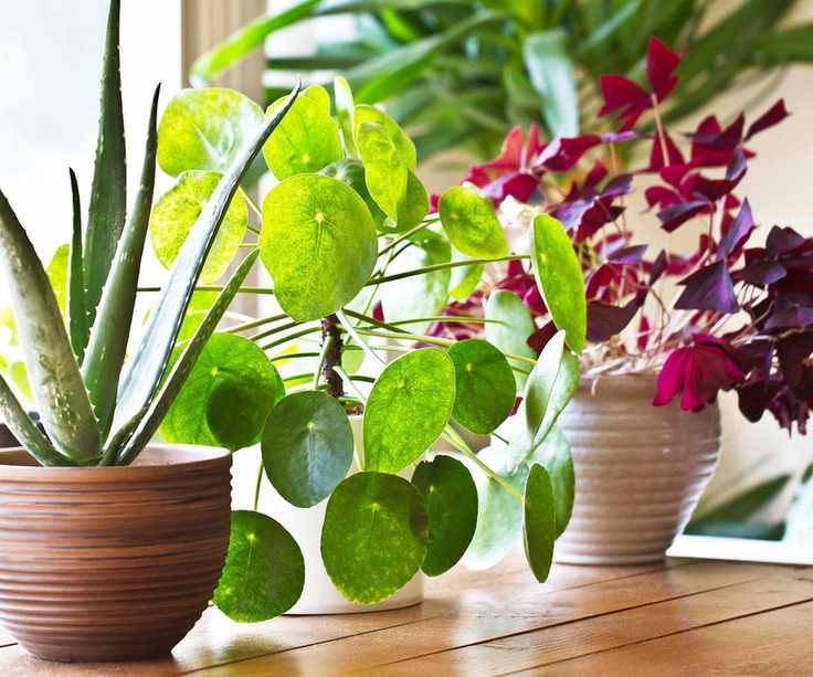 aloe and other houseplants in pots