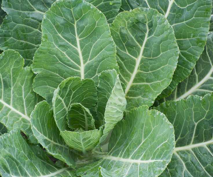 Collard green plants growing in a garden