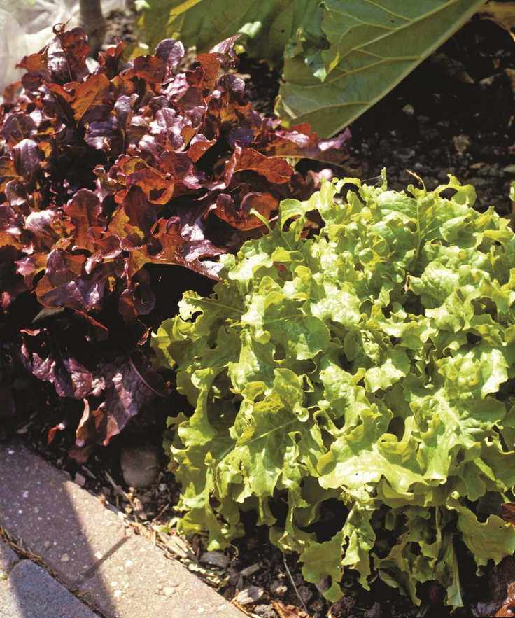 Red and green salad bowl lettuce plants