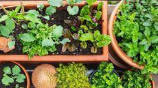 Aerial view of vegetable plants in terracotta plants
