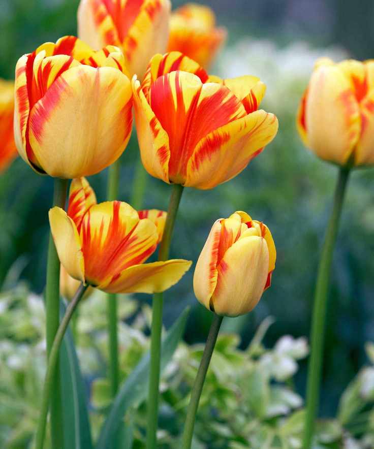tulips