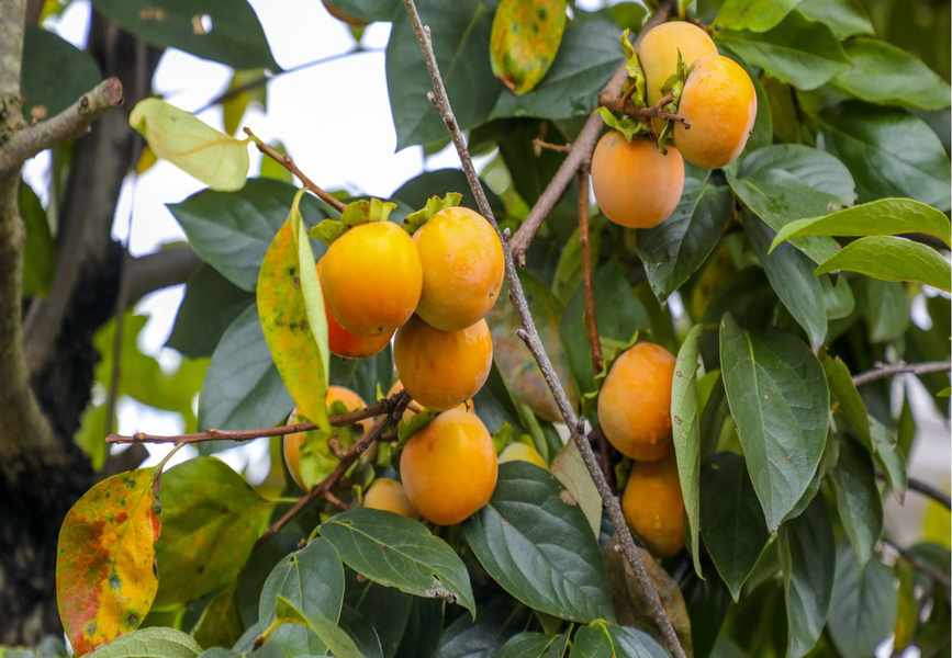 3 Essential Tips for a Fruitful Persimmon Tree Harvest
