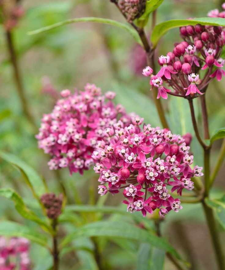 pink swamp milkweed close-up