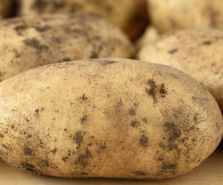 A close up of a Maris Peer potato