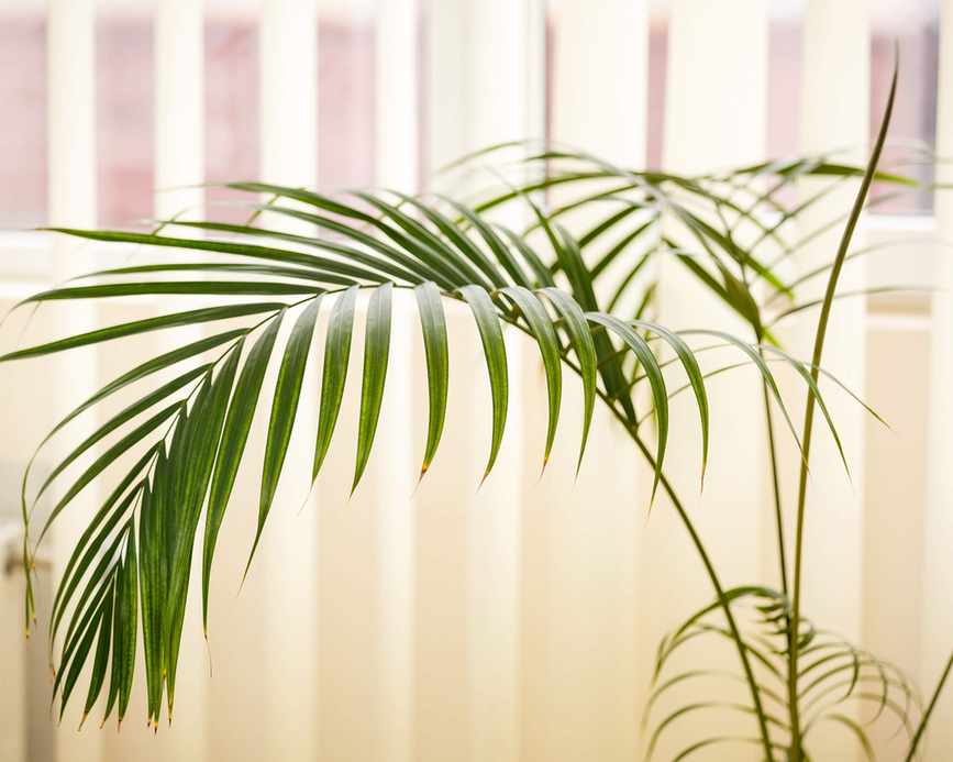 Plants to avoid in the bathroom