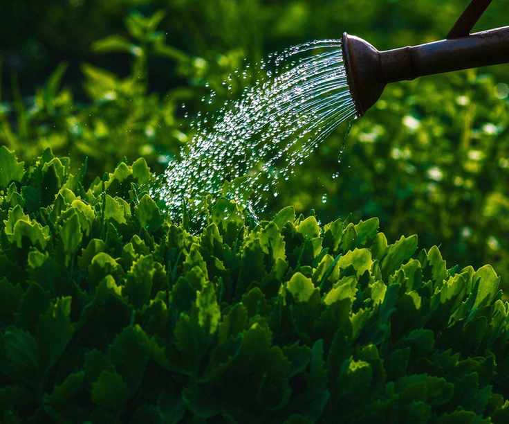 Watering plants at night with a can
