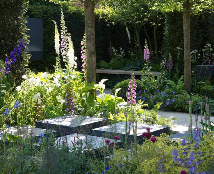 foxgloves growing in mixed borders in a modern garden