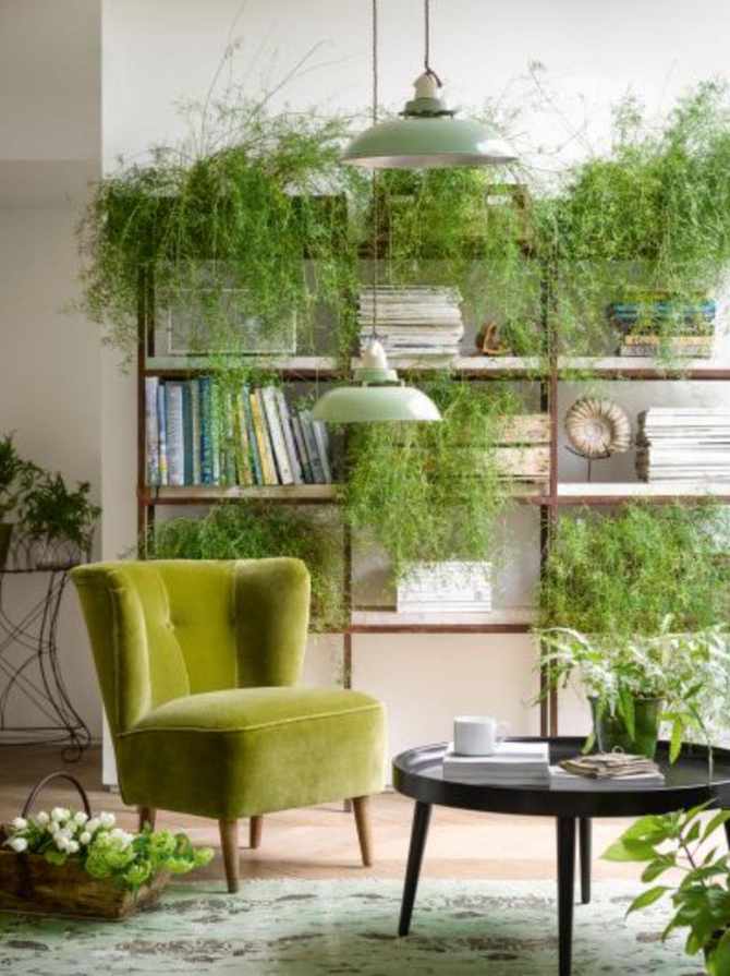 Houseplants in living room