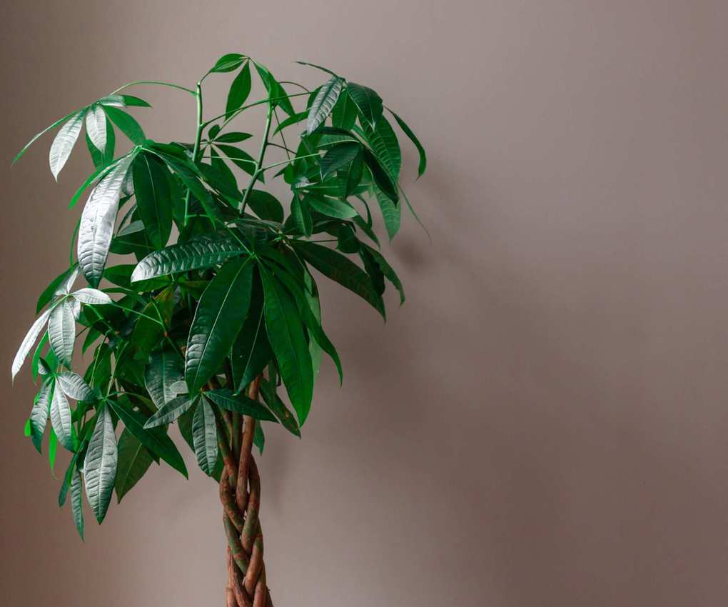 Indoor tree against pink wall