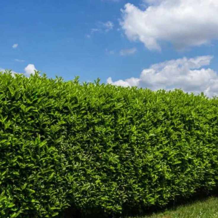 laurel shrubs