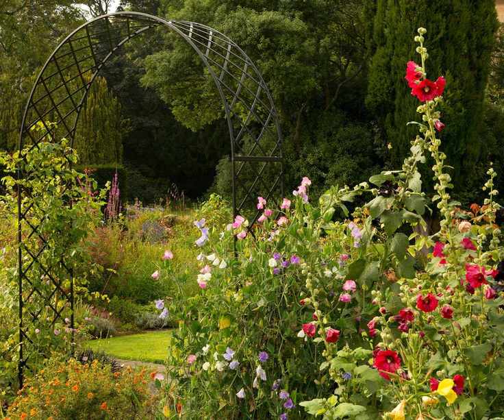 hollyhocks, sweetpeas, and garden arch