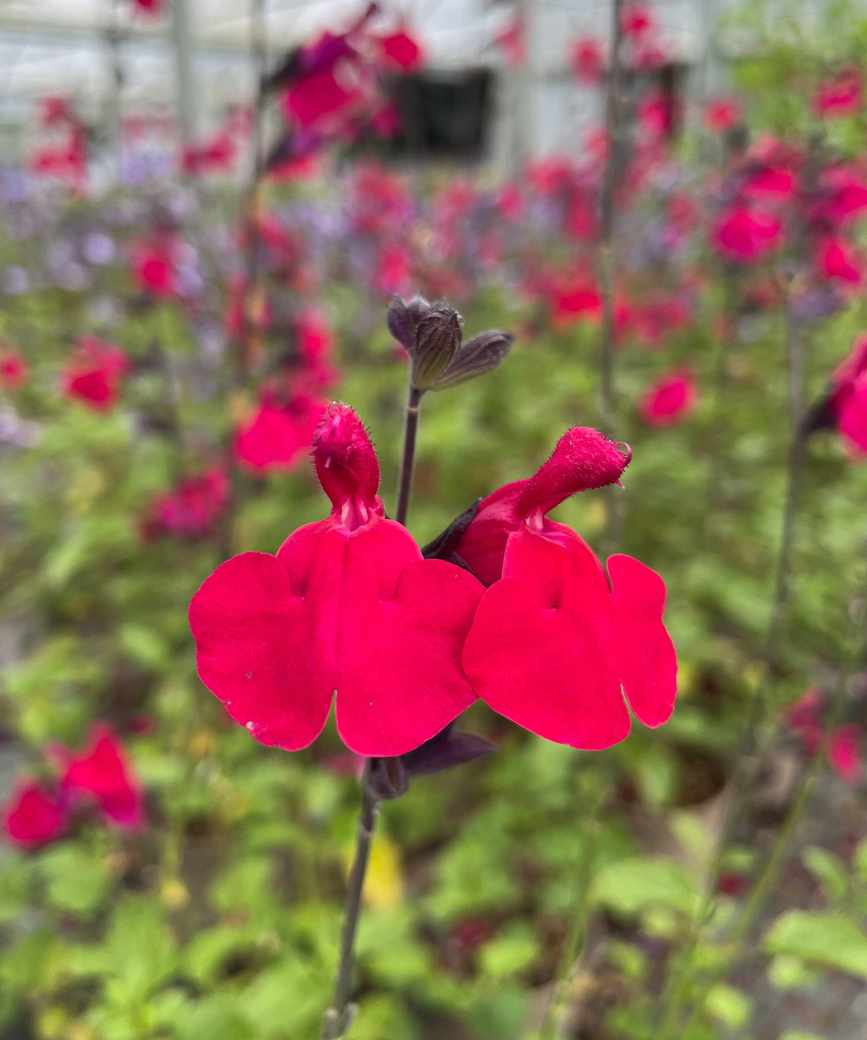Jemima's Gem salvias flowering in summer display
