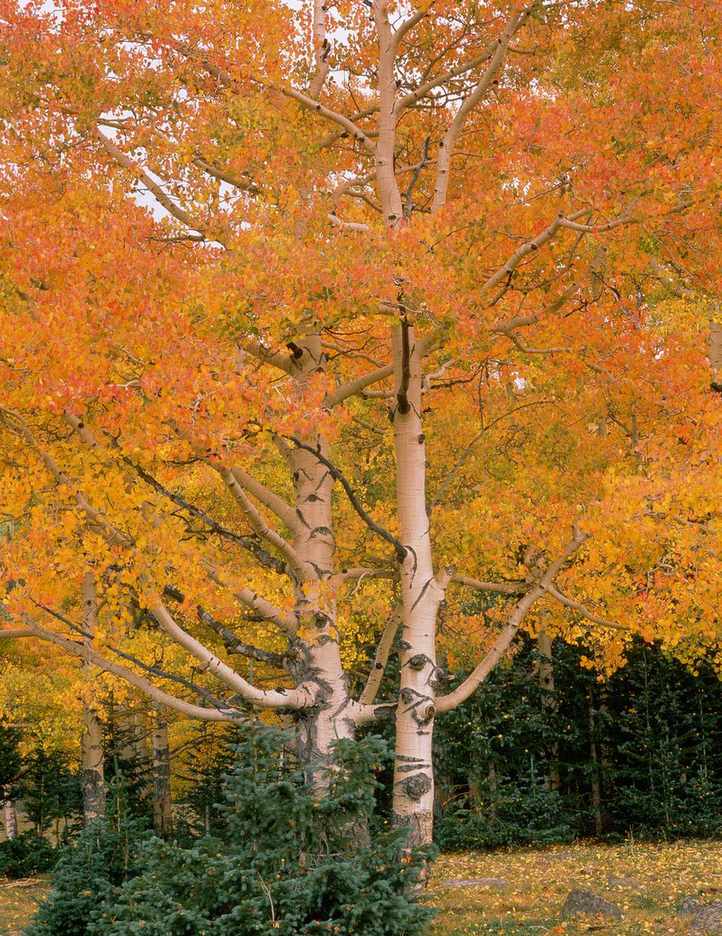 aspen trees with white bark and orange leaves in autumn