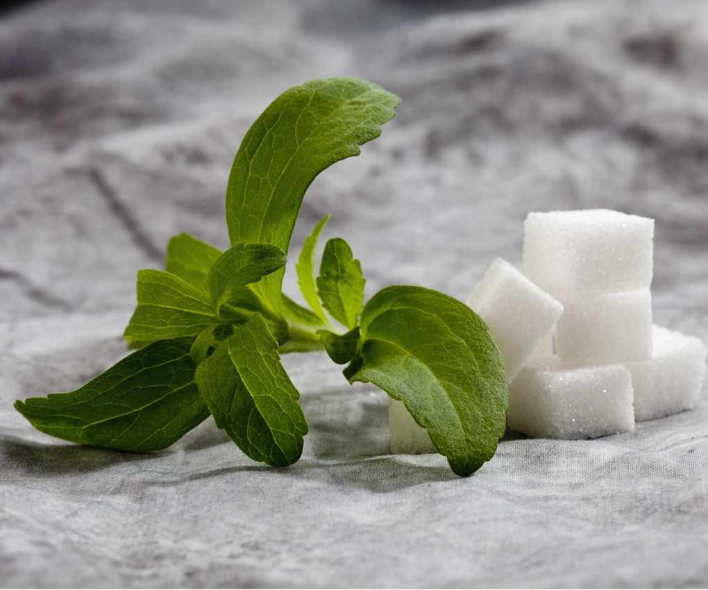 Stevia plant