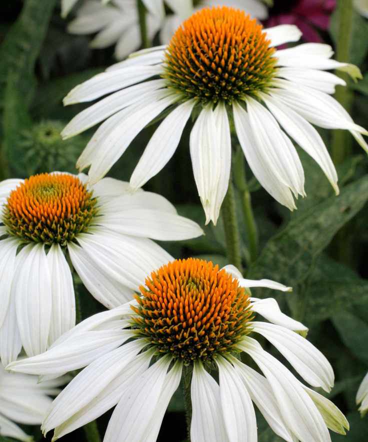 coneflower variety Green Edge flowering in summer border