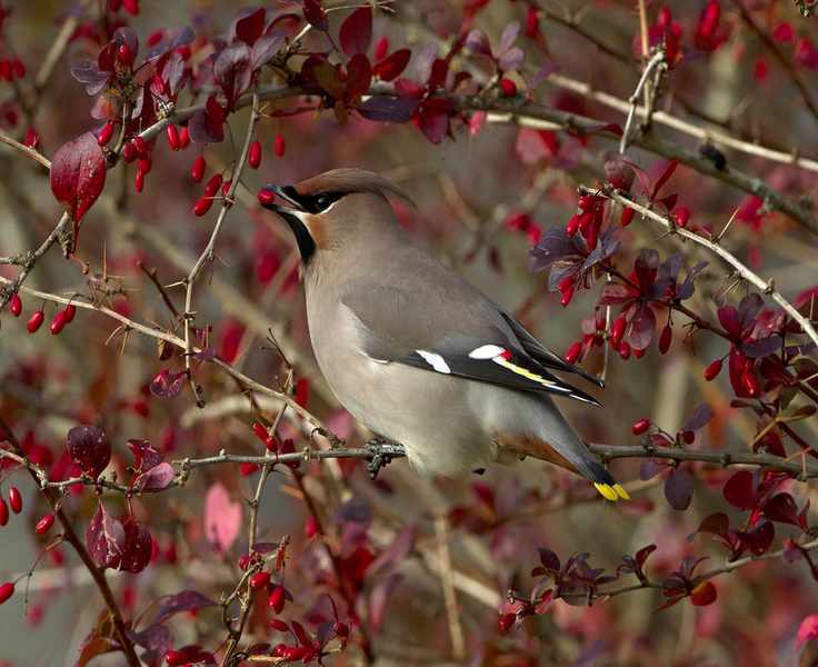 Bohemian Waxwing (Bombycilla garrulus) adult, feeding on Barberry (Berberis sp.) fruit