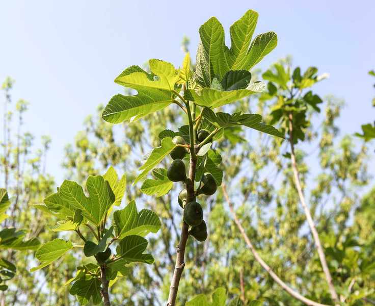 Fig trees with Leaves And Immature Fruit